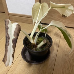 斑入り モンステラ ホワイトタイガーの画像