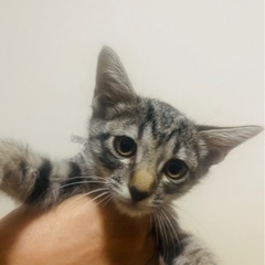 （トライアル中）キジ姉妹⑥むつはちゃん　3か月