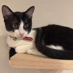 もらってください！