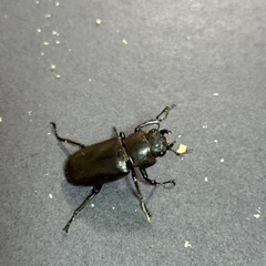 メタリフェルホソアカクワガタ成虫ペアの画像