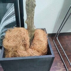 神田駅徒歩6分）半額オリーブ、人工観葉植物の画像