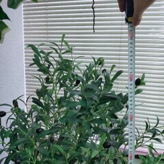 神田駅徒歩6分）半額オリーブ、人工観葉植物の画像