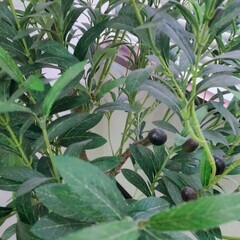 神田駅徒歩6分）半額オリーブ、人工観葉植物の画像
