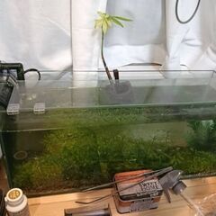 メダカ1匹引き取ってくださいの画像