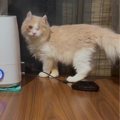 アメリカンカール　男の子