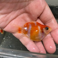 丹頂玉サバ4匹と透明鱗玉サバ1匹の計5匹セットの画像