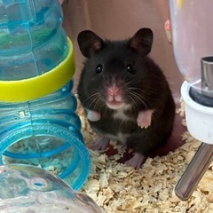 クロクマハムスター