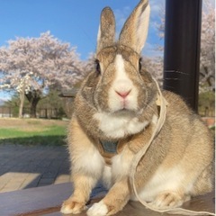 ミニウサギ ♂ 