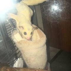 フクロモモンガ　白　メス - 千代田区