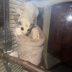 フクロモモンガ　白　メス - その他