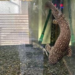 オルナティ　ポリプテルス　熱帯魚
の画像