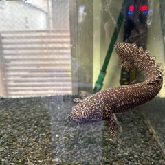 オルナティ　ポリプテルス　熱帯魚
の画像