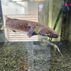 オルナティ　ポリプテルス　熱帯魚
の画像