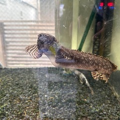 オルナティ　ポリプテルス　熱帯魚
の画像