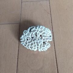 熱帯魚水槽用としての天然珊瑚ｘ３の画像