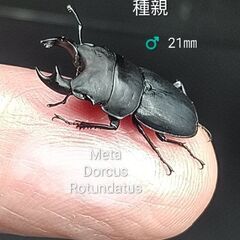 Metadorcus  rotundatus　　　  幼虫2頭の画像
