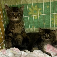 推定2ヶ月　兄弟🐱