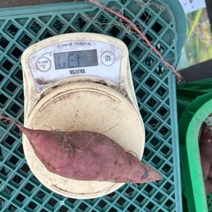 さつま芋　新物(紅はるか) S サイズ　7〜8Kg  1袋
[b ]  の画像