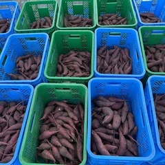 さつま芋　新物(紅はるか) S サイズ　7〜8Kg  1袋
[b ]  の画像
