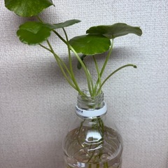 ウォーターマッシュルーム　5本　100円の画像