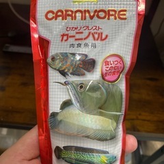 ブラントノーズガーとエサのセット。の画像