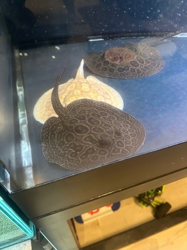 クロコダイルスティングレー　ペア