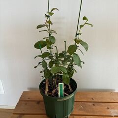 ブルーベリー挿し木苗 2年生（サザンハイブッシュ系）オニール（最終品）の画像