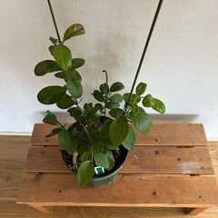 ブルーベリー挿し木苗 2年生（サザンハイブッシュ系）オニール（最終品）の画像