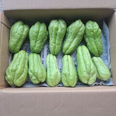 とれたて野菜　ハヤトウリ