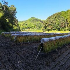 とれたて野菜　ハヤトウリ　ヒノヒカリ籾米約30キロの画像