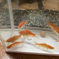 小赤　約10匹〜20匹の画像