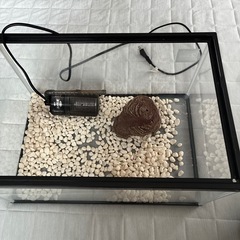 亀飼育セットの画像