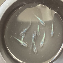 驚安❗️驚青🔵 メダカ　サファイア　若魚　画像全ての画像