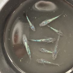 驚安❗️驚青🔵 メダカ　サファイア　若魚　画像全ての画像