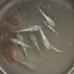 驚安❗️驚青🔵 メダカ　サファイア　若魚　画像全ての画像
