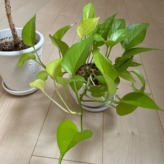 観葉植物の画像