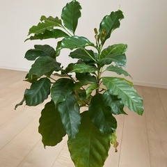 観葉植物の画像