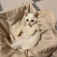とーふくん　2ヶ月　男の子　ブルーアイ