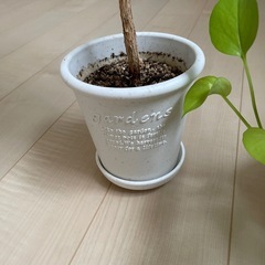 観葉植物の画像
