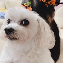 ふわふわモールハロウィン🎃の画像