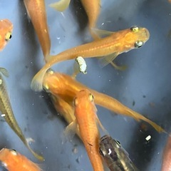 メダカ　女雛　10匹の画像