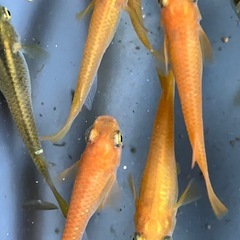 メダカ　女雛　10匹の画像