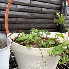 決まりました
【植木鉢セット　ブリキ鉢あり秋からのガーデニングに｜500円】の画像