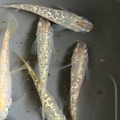 メダカ　シャンパンゴールドラメ　10匹の画像