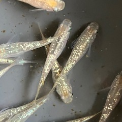 メダカ　シャンパンゴールドラメ　10匹の画像