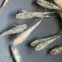 メダカ　シャンパンゴールドラメ　10匹の画像