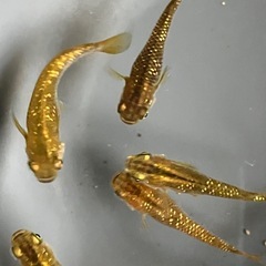メダカ　サボラメ　10匹の画像