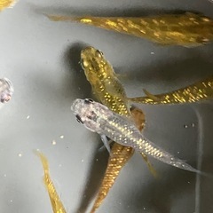メダカ　サボラメ　10匹の画像