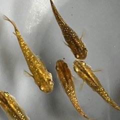 メダカ　サボラメ　10匹の画像