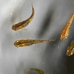 メダカ　サボラメ　10匹の画像